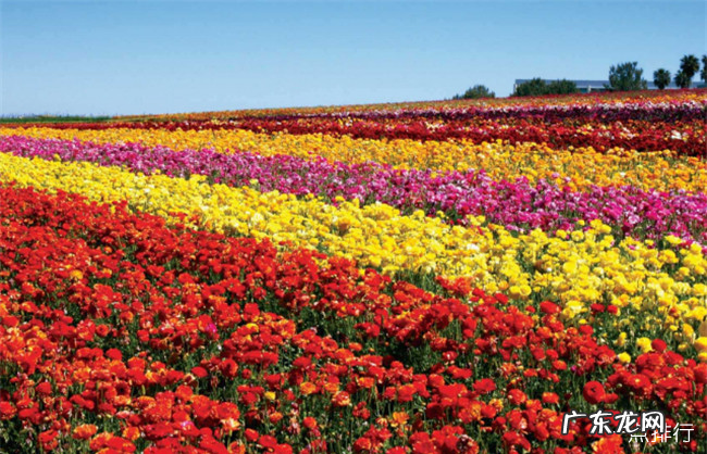 世界十大绝美花海 每一处都是人间仙境