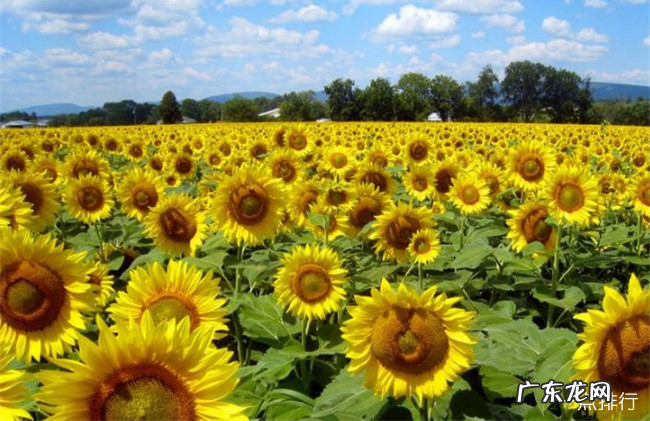 世界十大绝美花海 每一处都是人间仙境