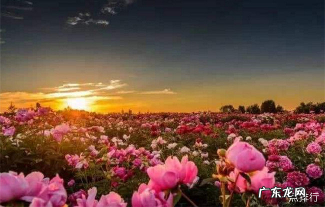 世界十大绝美花海 每一处都是人间仙境