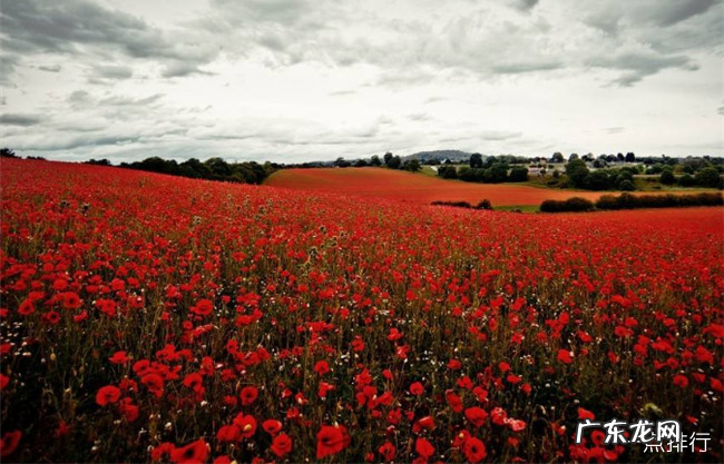 世界十大绝美花海 每一处都是人间仙境