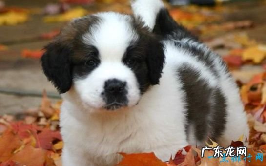 十种最萌的狗排名 金毛排第九