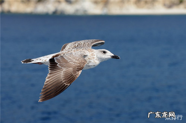 世界上最危险的10种鸟 排名第一的食火鸡美丽而又危险