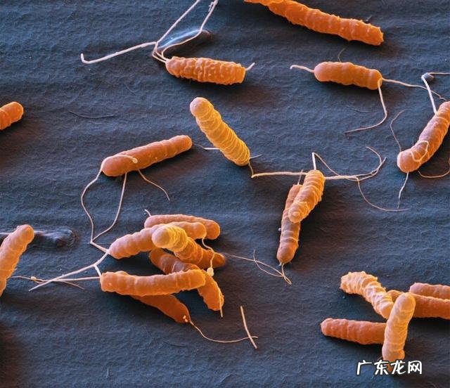 抗生素阿莫西林和头孢有什么区别