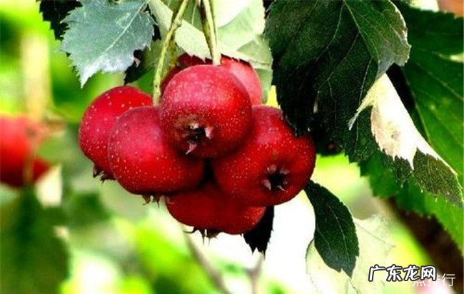 辽阳十大特产 辽阳特产什么最有名