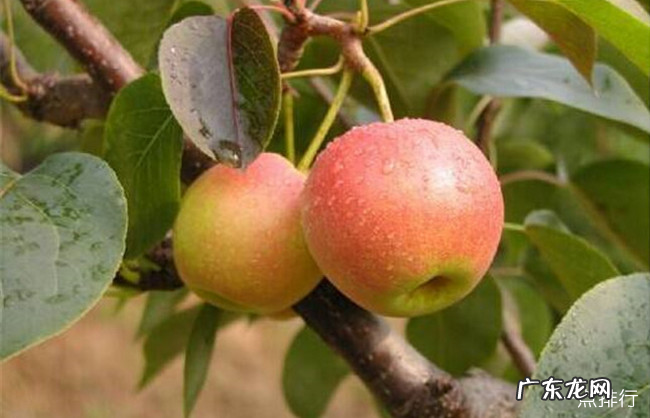 辽阳十大特产 辽阳特产什么最有名