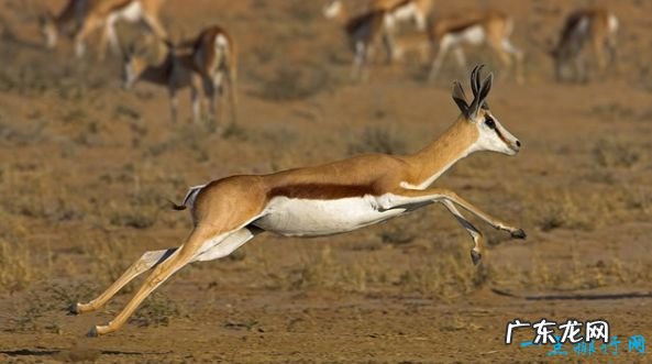 112公里/小时 陆地上速度最快的十种动物 猎豹排第一