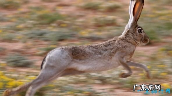 112公里/小时 陆地上速度最快的十种动物 猎豹排第一