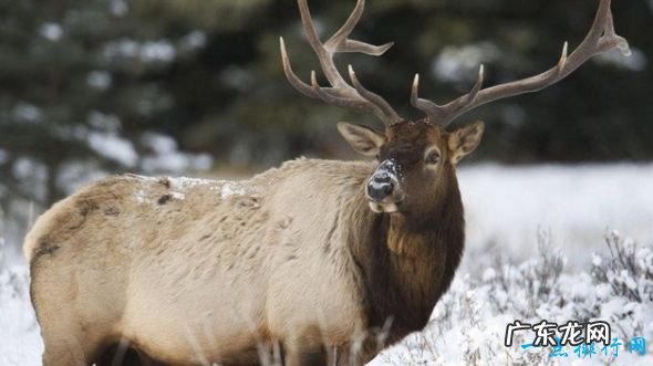 112公里/小时 陆地上速度最快的十种动物 猎豹排第一