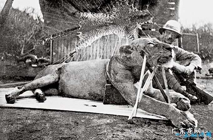 世界上最恐怖的动物 这些动物也很喜欢吃人