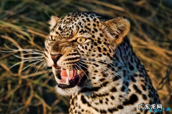 世界上最恐怖的动物 这些动物也很喜欢吃人