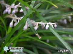 浙麦冬和川麦冬