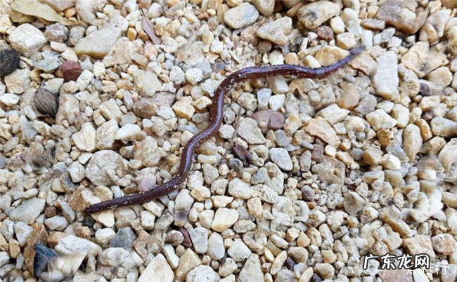 世界上最小的十种动物 排名第一的是7.9毫米的鱼