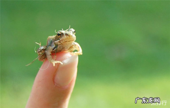 世界上最小的十种动物 排名第一的是7.9毫米的鱼