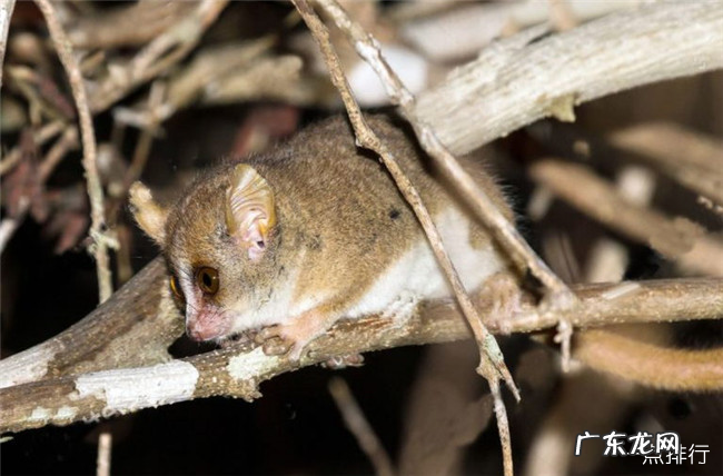 世界上最小的十种动物 排名第一的是7.9毫米的鱼