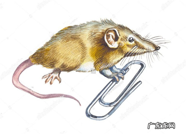 世界上最小的十种动物 排名第一的是7.9毫米的鱼