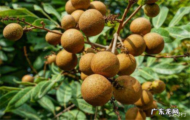 东莞十大特产 东莞特产有哪些容易带