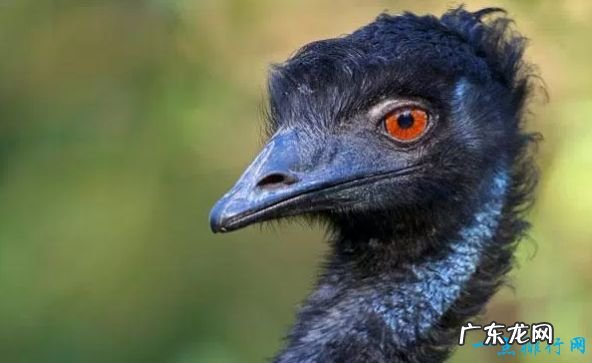 世界现存最大的鸟类 第一名体重150公斤,身高超过姚明!