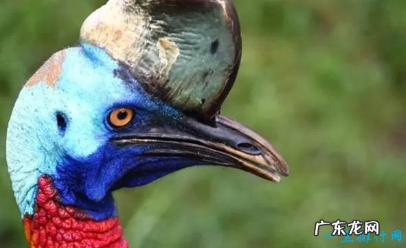 世界现存最大的鸟类 第一名体重150公斤,身高超过姚明!