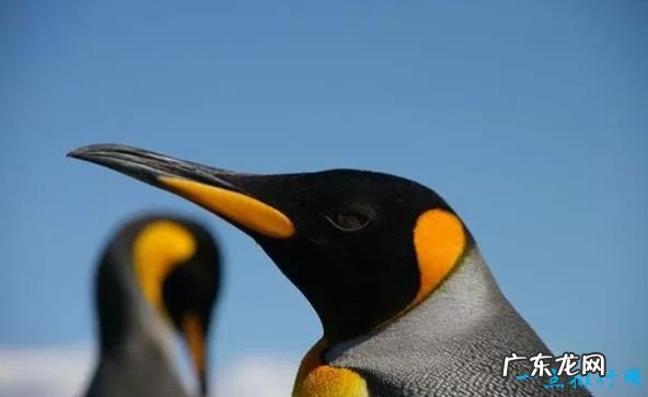 世界现存最大的鸟类 第一名体重150公斤,身高超过姚明!