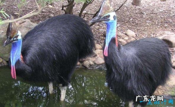 世界现存最大的鸟类 第一名体重150公斤,身高超过姚明!