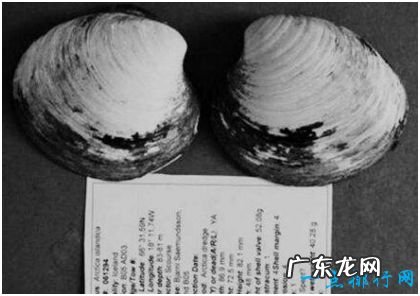 世界上最长寿的动物,北极圆蛤活了507岁