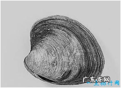 世界上最长寿的动物,北极圆蛤活了507岁