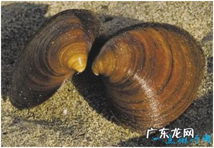 世界上最长寿的动物,北极圆蛤活了507岁