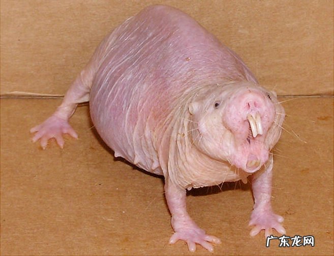 世界上最丑的动物排名 裸鼹鼠丑的你无法直视