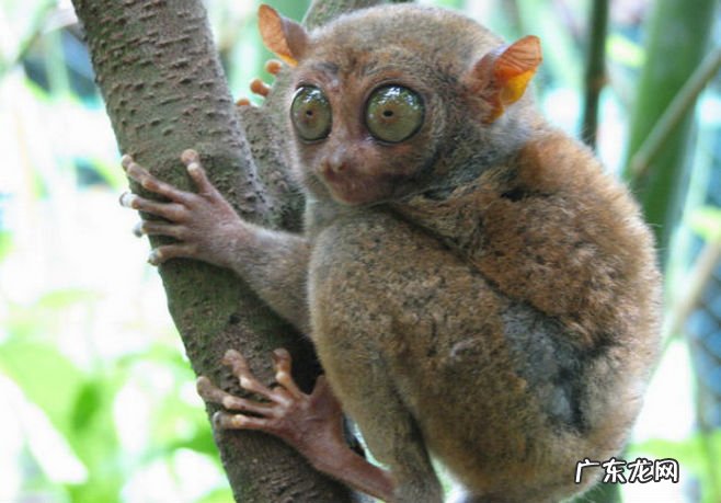 世界上最丑的动物排名 裸鼹鼠丑的你无法直视