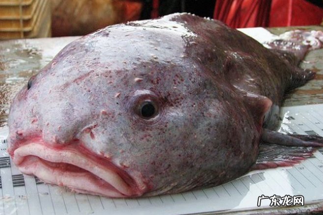 世界上最丑的动物排名 裸鼹鼠丑的你无法直视