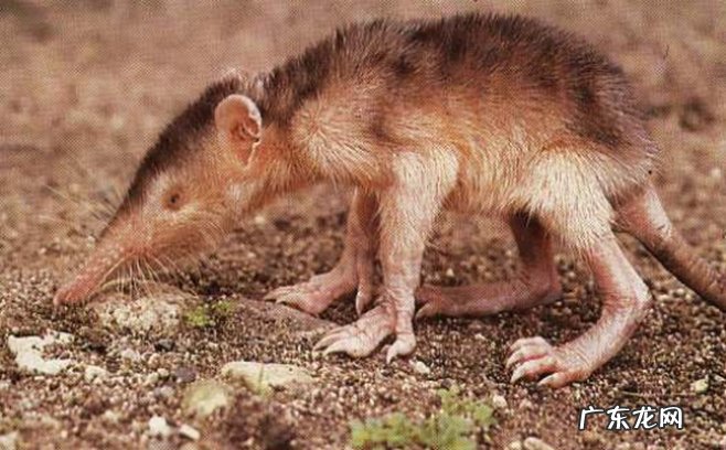 世界上最丑的动物排名 裸鼹鼠丑的你无法直视