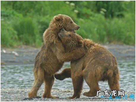 世界上最大的熊，科迪亚克岛棕熊体重可达800公斤