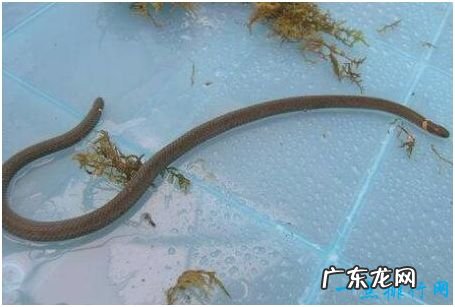 世界上长相最奇特的蛇，钝尾两头蛇长有前后两个脑袋