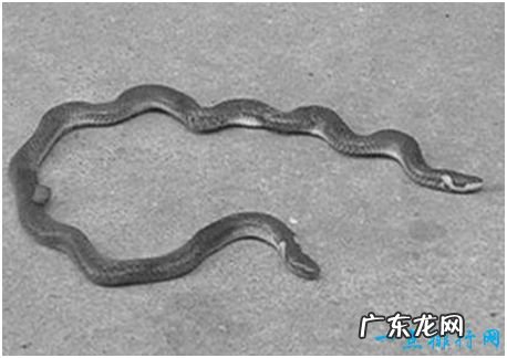 世界上长相最奇特的蛇，钝尾两头蛇长有前后两个脑袋