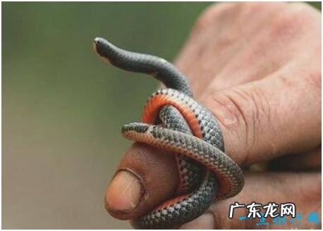 世界上长相最奇特的蛇，钝尾两头蛇长有前后两个脑袋