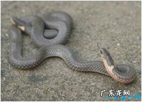 世界上长相最奇特的蛇，钝尾两头蛇长有前后两个脑袋
