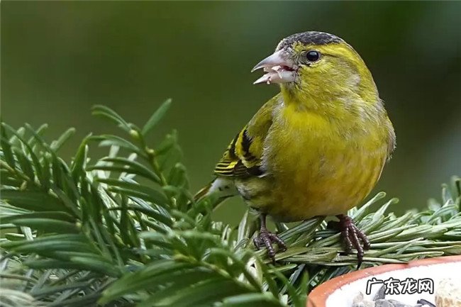 十大叫的好听的鸟 世界上声音最好听的鸟排名