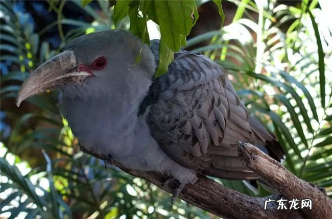 十大叫的好听的鸟 世界上声音最好听的鸟排名