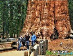 世界上最大的树 谢尔曼将军树有200多万片树叶