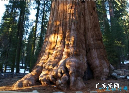 世界上最大的树 谢尔曼将军树有200多万片树叶