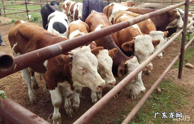 十大暴利养殖排行 2020在农村养殖什么赚钱