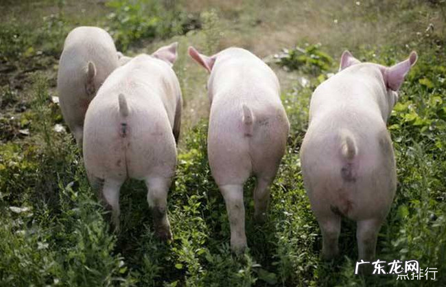 十大暴利养殖排行 2020在农村养殖什么赚钱