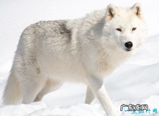 世界最美的十大动物 白虎排第一