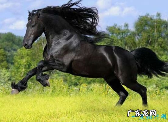 世界最美的十大动物 白虎排第一