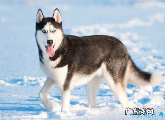 世界最美的十大动物 白虎排第一