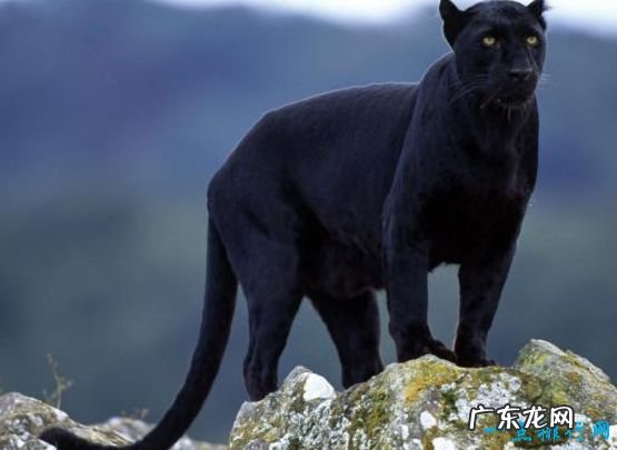 世界最美的十大动物 白虎排第一