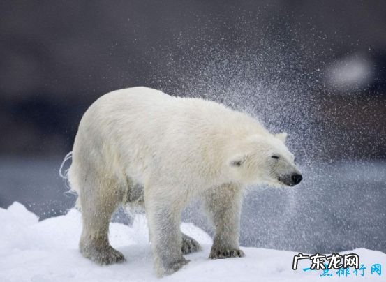 世界最美的十大动物 白虎排第一