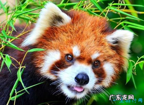 世界最美的十大动物 白虎排第一