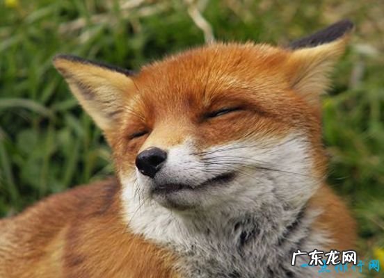 世界最美的十大动物 白虎排第一