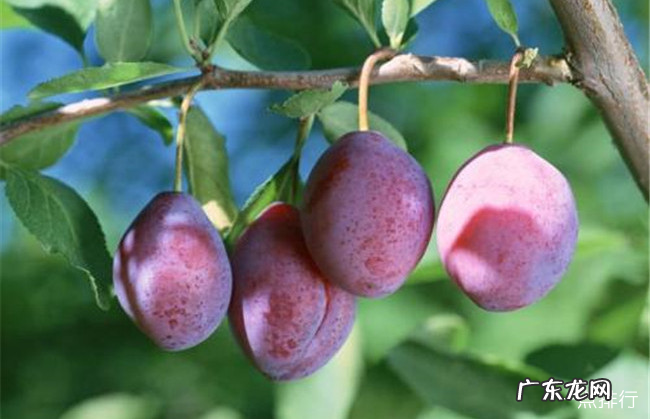 降火的水果有哪些 十大降火的水果排行榜